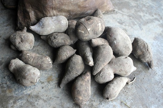 Giống[-]củ[-]“lạ”[-]xuất[-]hiện[-]ở[-]vùng[-]cao[-]Y[-]Tý